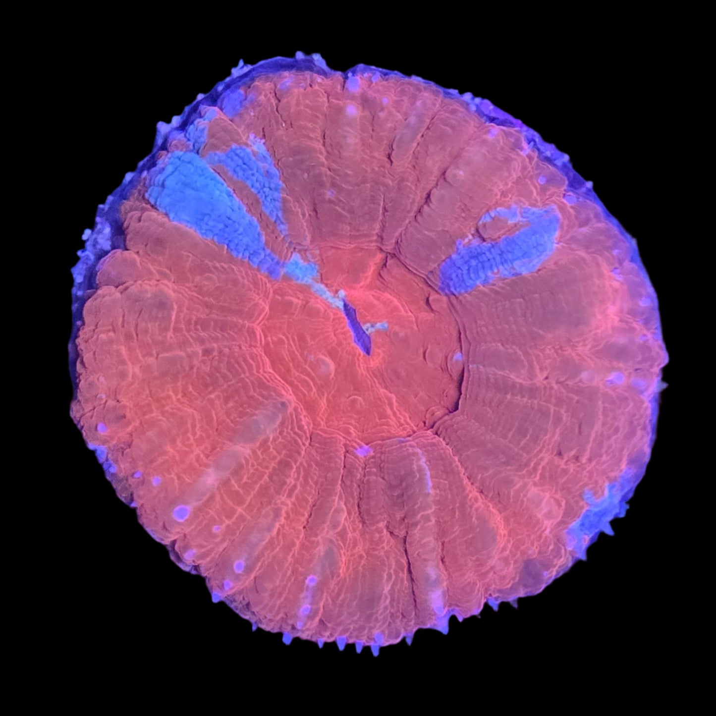 Unique Superman Scolymia WYSIWYG