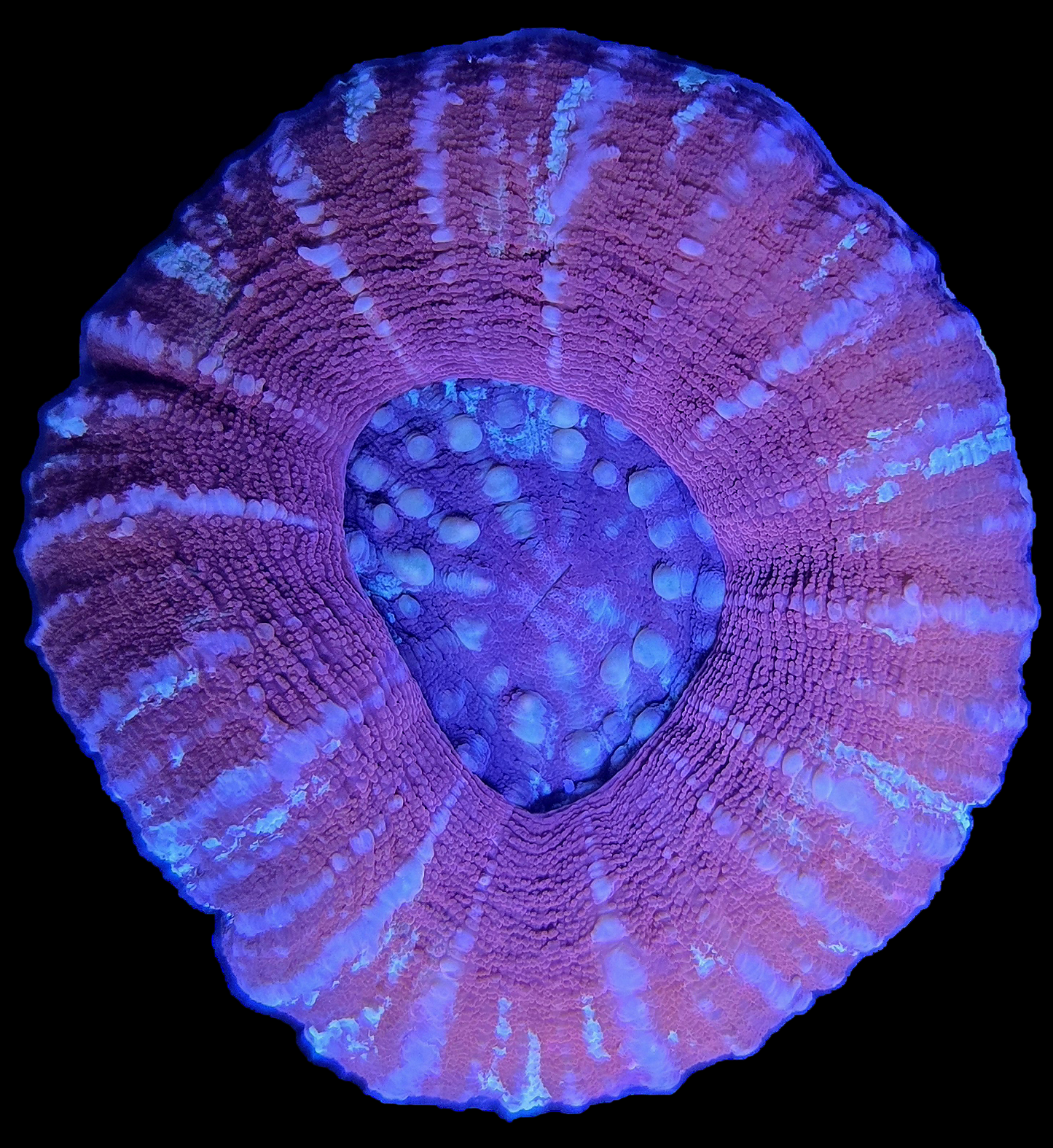 Plasma Burst Scolymia WYSIWYG