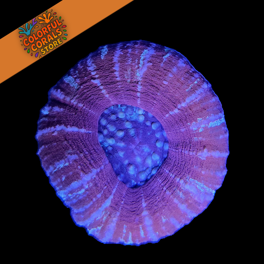 Plasma Burst Scolymia WYSIWYG