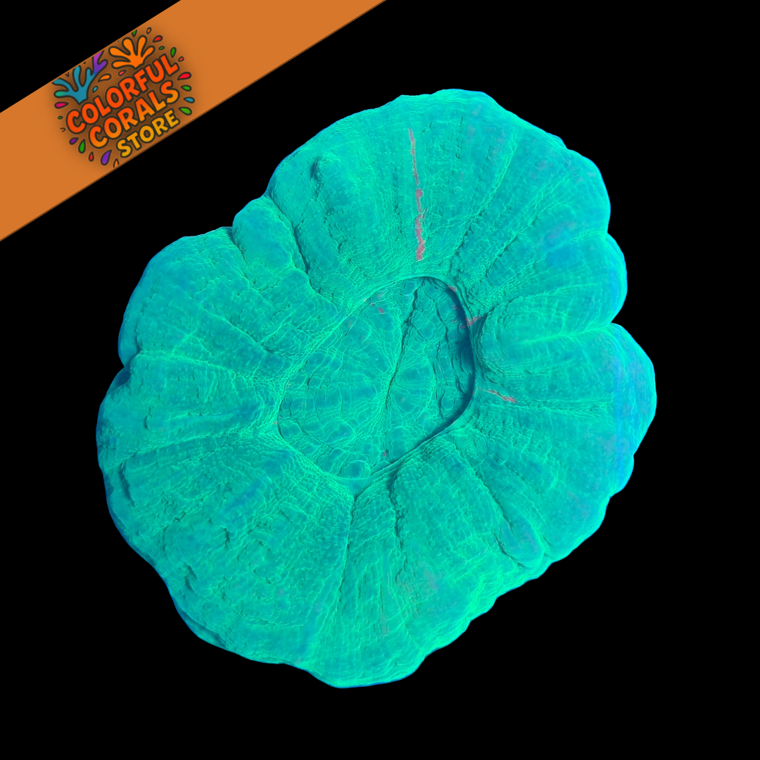 Bleeding Apple Scolymia WYSIWYG XL