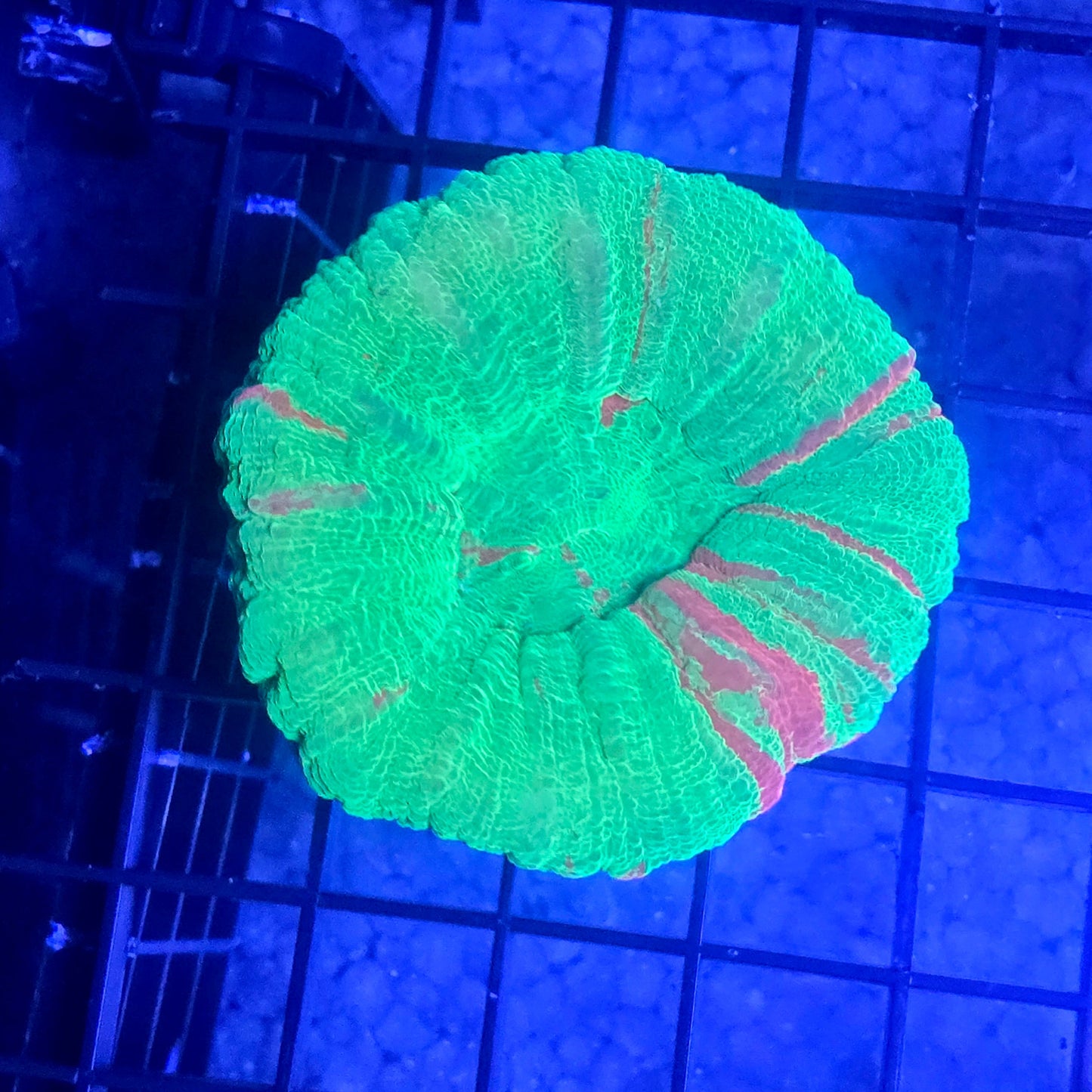 Bleeding Apple Scolymia WYSIWYG XL