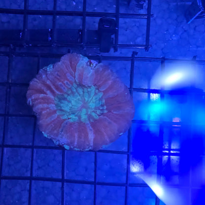 Cotton Candy Swirl Scolymia WYSIWYG