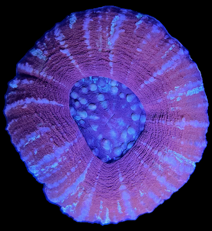 Plasma Burst Scolymia WYSIWYG