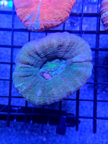 Medusa’s Eye Scolymia XL WYSIWYG