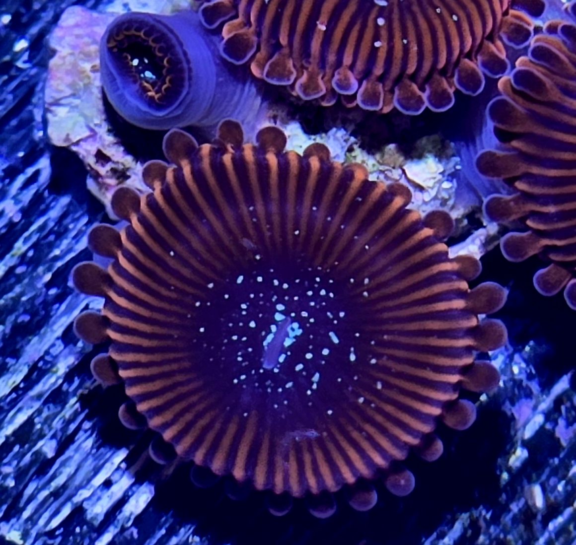 Solar Flare Zoa