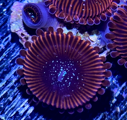 Solar Flare Zoa