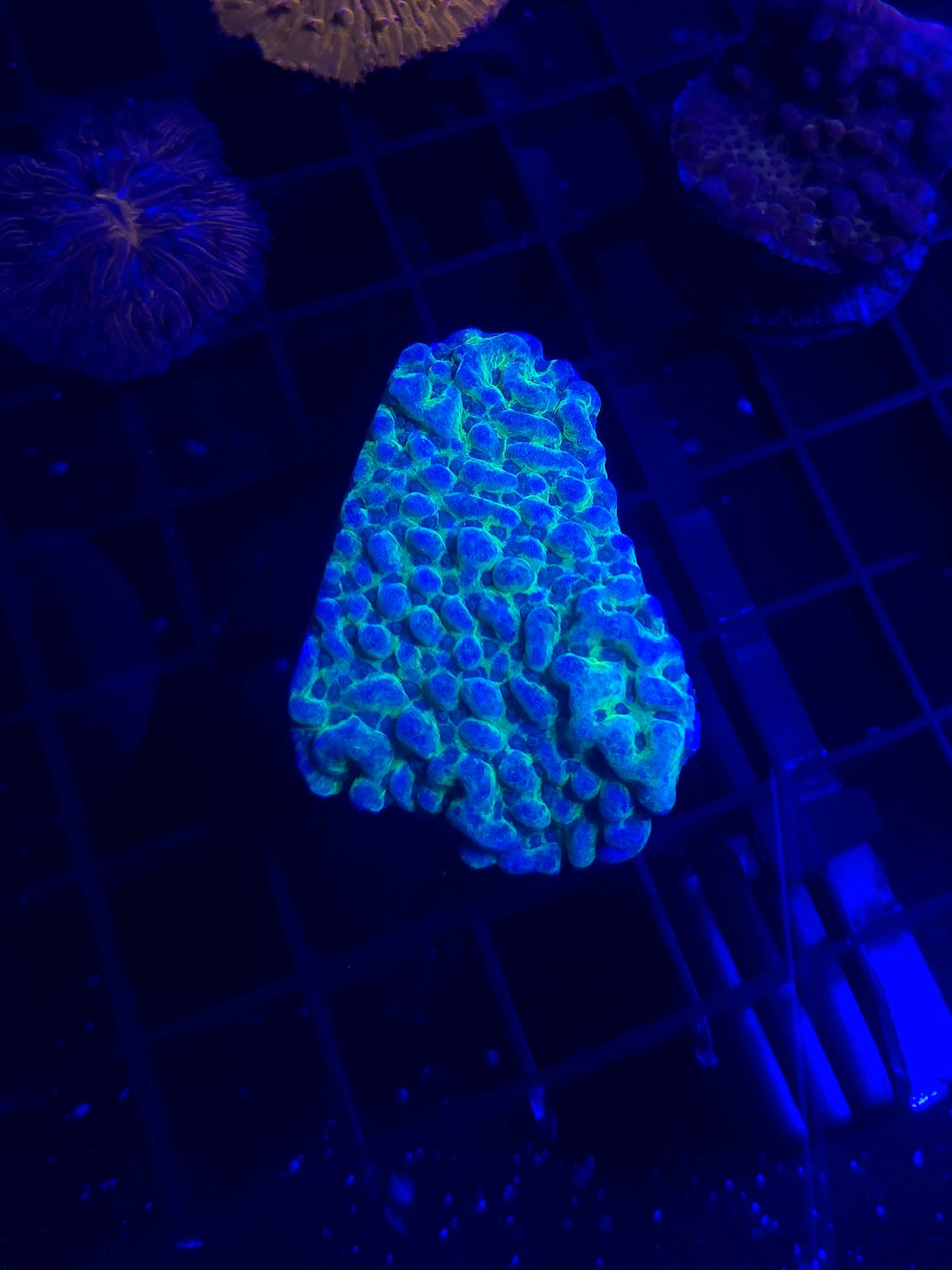 Neon Montipora Frag