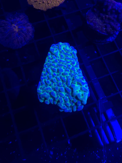 Neon Montipora Frag