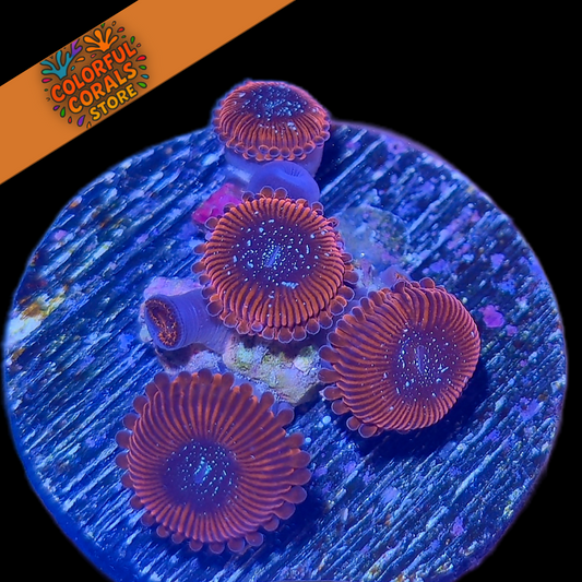 Solar Flare Zoa