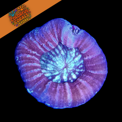 Cotton Candy Swirl Scolymia WYSIWYG