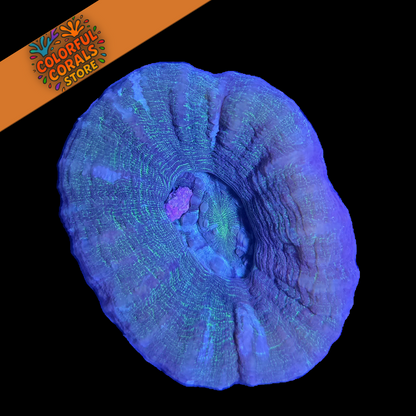 Medusa’s Eye Scolymia XL WYSIWYG