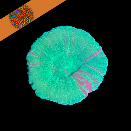 Bleeding Apple Scolymia WYSIWYG XL