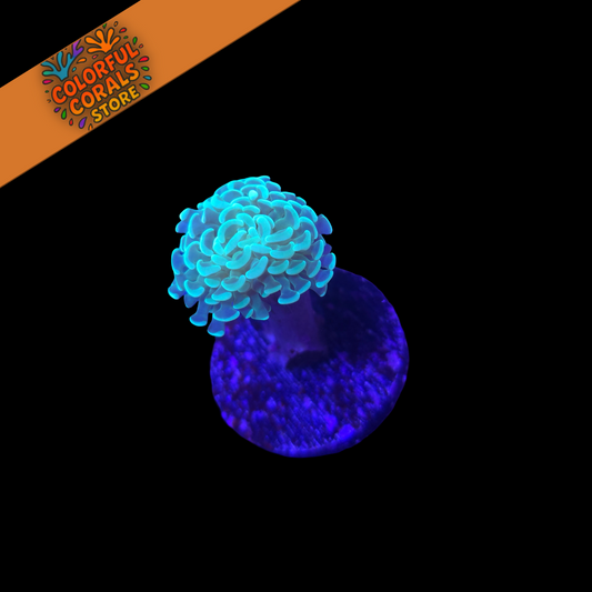 Green Tip Hammer Coral Frag