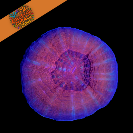 Super Nova Scolymia WYSIWYG